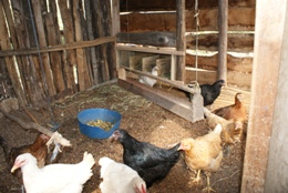 Public: Agri-nest boxes 2012.jpg