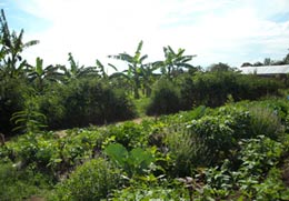 Leucaena leucocephela hedge at Sabina