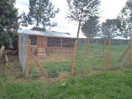 New chicken run at perma-culture plot 2013