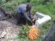 Agri-washing carrots 2012